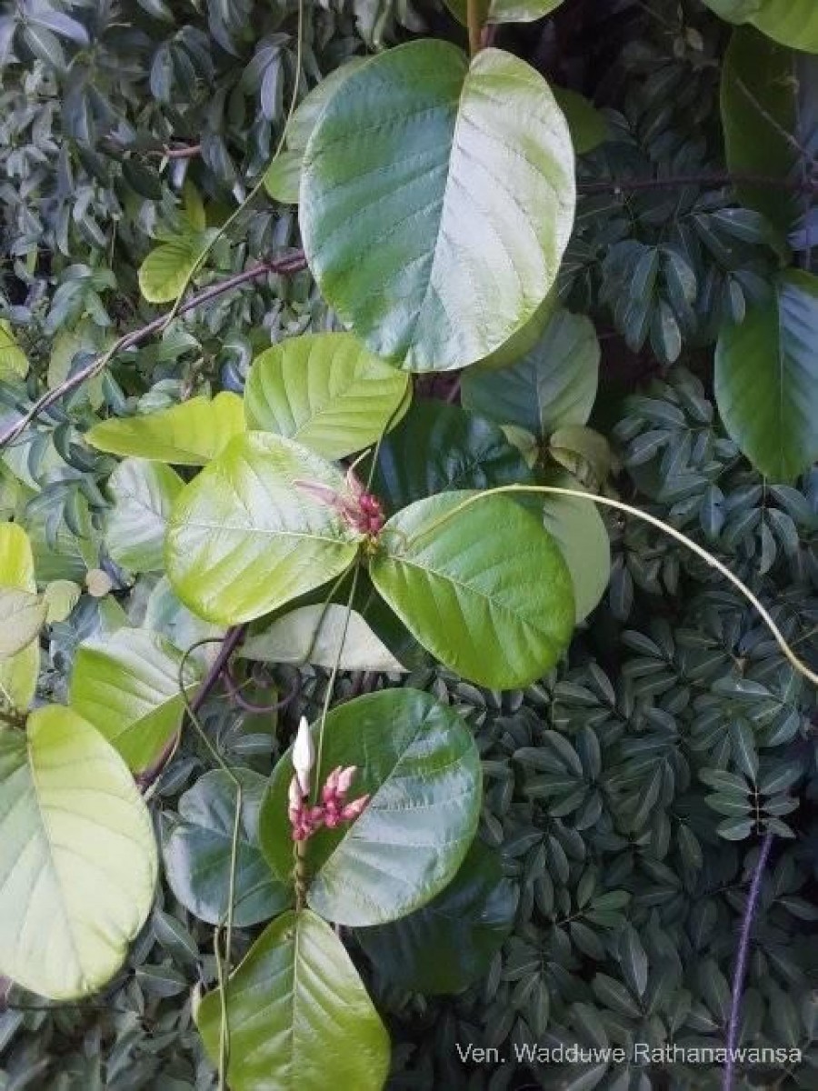 Chonemorpha fragrans (Moon) Alston